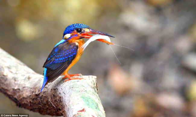 Nó có chiều dài 16cm và trông khá giống một số loài chim bói cá khác trừ màu xanh ở tai.