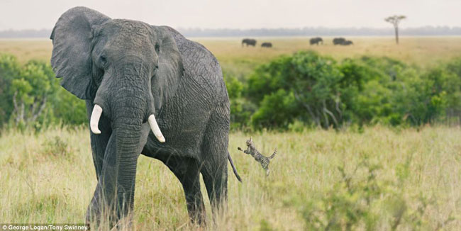 Nhảy theo nghịch đuôi voi, loài động vật trên cạn to lớn nhất hành tinh.
