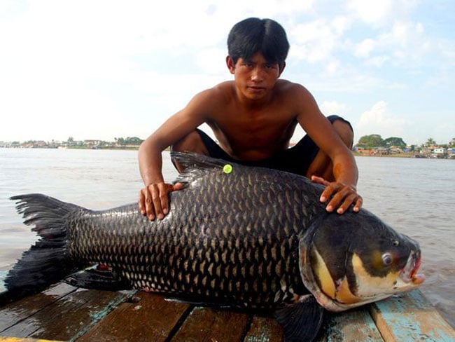 Loài cá Hô là một loài cá khổng lồ sống tại Biển Hồ gần thủ đo Phnom Penh, Campuchia. Chúng là một trong những loài cá nước ngọt lớn nhất tại sông Mê Kông với chiều dài lên tới gần 3m và cân nặng có thể đạt tới 300kg nhưng hiện nay rất khó để bắt gặp chúng.