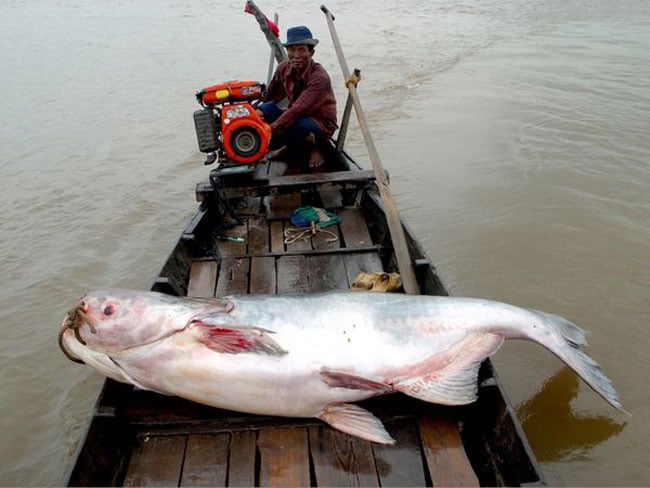 Cá da trơn khổng lồ là mộ trong những loài cá lớn nhất thế giới với chiều dài lên tới 3m và cân nặng lên đến 300kg. Tuy nhiên, loài cá này đang đứng trước nguy cơ cực kỳ nguy hiểm khi bị đánh bắt quá mức, xây dựng đập và phá hủy môi trường sống.