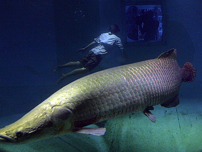 Loài cá Arapaima là một trong những loài cá khổng lồ sinh sống ở Brazil và Peru, có độ dài tới hơn 10m và cân nặng lên tới 180kg. Loài cá này đang một ít đi và được bảo tồn trong một số dự án ở Nam Mỹ.