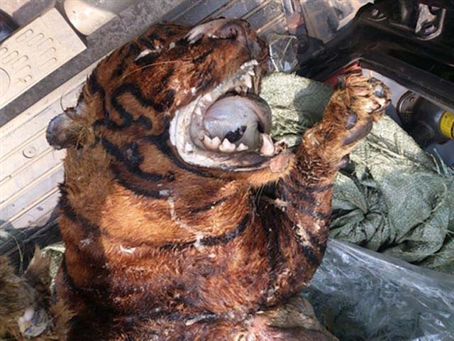 Tuy nhiên, theo một cán bộ điều tra, loài hổ này vẫn có ở Việt Nam. 