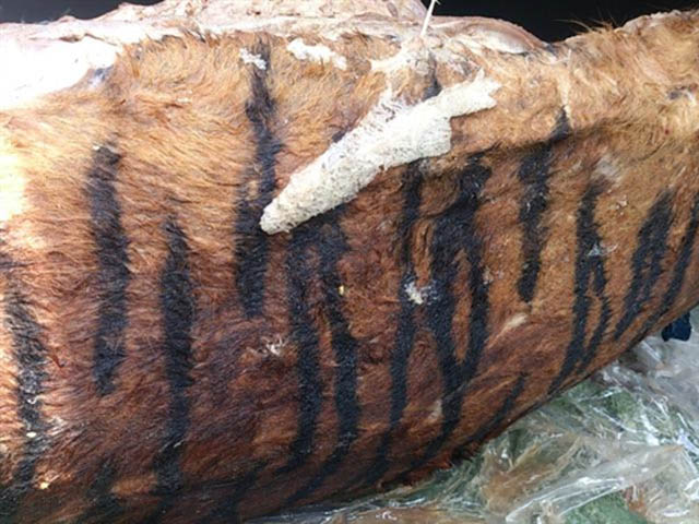 Thịt hổ, cao hổ, da hổ là sản phẩm được các đại gia ưa thích. (Theo Tuấn Nguyễn/TPO)
