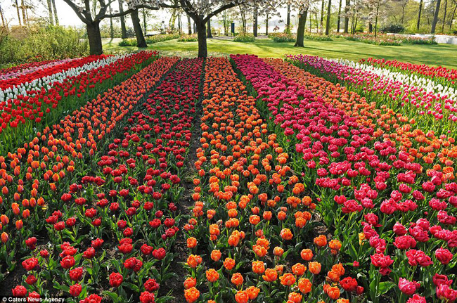 Keukenhof, vườn hoa lớn nhất thế giới đã mở cửa năm thứ 64 liên tiếp với sự ấn tượng cho bất cứ người đến tham quan nào.