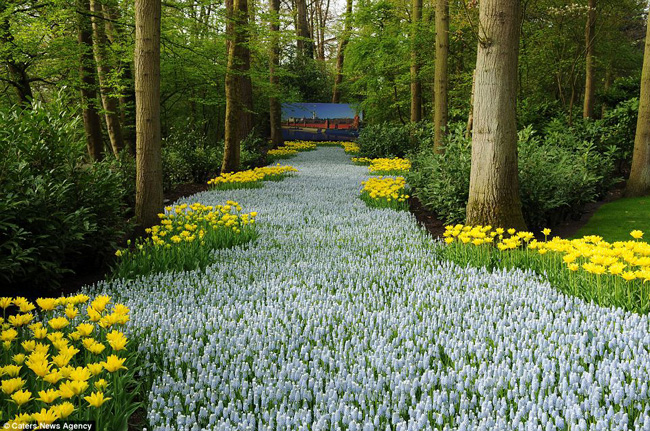 Triển lãm hoa đặc biệt trên được miêu tả là một trong những khu vườn đẹp nhất trên thế giới ở thị trấn Lisse, Hà Lan.