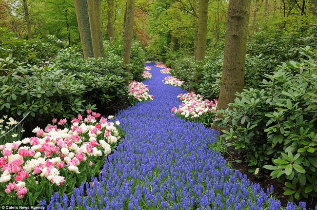 Khu vườn được thành lập năm 1949 để trưng bày và trồng những loài hoa khắp đất nước Hà Lan và châu Âu cũng như thể hiện ngành công nghiệp không khói nổi tiếng đưa quốc gia này trở thành quốc gia xuất khẩu hoa lớn nhất thế giới.