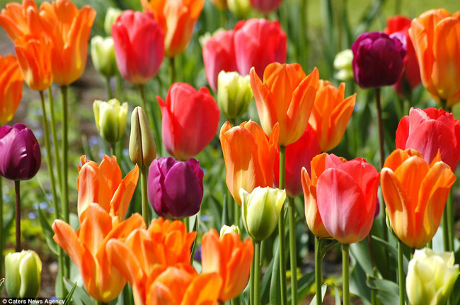 Hơn 7 triệu bông hoa tulip, thủy tiên vàng và lục bình khoe sắc mỗi năm.