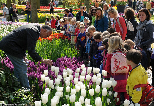 Keukenhof trở thành vườn hoa lớn nhất thế giới hơn 50 năm. Khu vườn mở cửa ngày 21 và liên tục trong vòng 8 tuần.