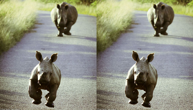 Chú tên giác con đáng yêu đang nhảy nhot trên đường tại Nam Phi và những hình ảnh này được ghi lại bởi một người khách du lịch.