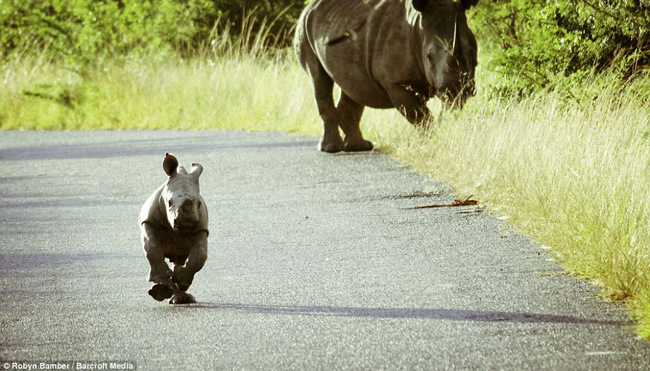 Chú tê giác con này có vẻ rất hiếu động và nghịch ngợm khi tung tăng tìm hiểu khắp mọi nơi dù tê giác mẹ vẫn canh chừng rất cẩn thận.