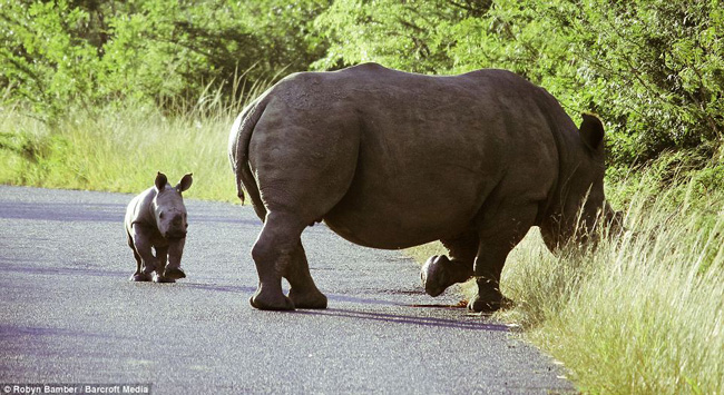 Nam Phi hiện còn khoảng 16.225 con tê giác sống trong tự nhiên và nạn săn bắt trộm là nguy cơ đe dọa lớn nhất của loài động vật này.