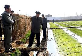 Binh sỹ Triều Tiên tạm gác cây súng trên tay, để tập trung vào sản xuất nông nghiệp