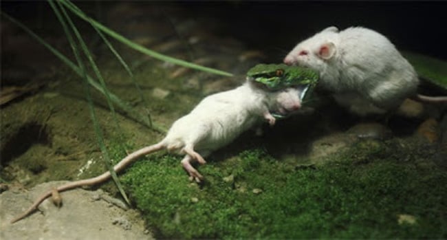 Tình bạn giữa những loài động vật khiến nhiều người phải ngạc nhiên và lần này tình cảm khó tin của loài chuột bạch khiến cho tất cả phải cảm phục.