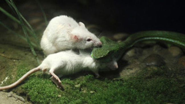 Tại một vườn thú Trung Quốc, khi hai chú chuột bạch đi đem đến làm mồi cho một con rắn. Ngay lập tức, con rắn tiến tới nuốt một con chuột.