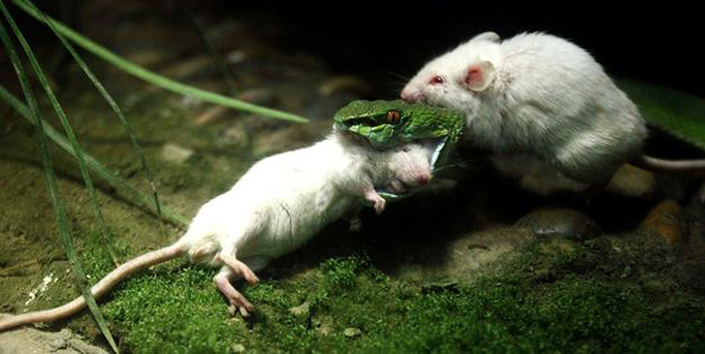 Một hành động dũng cảm đáng tuyên dương của chú chuột bạch.