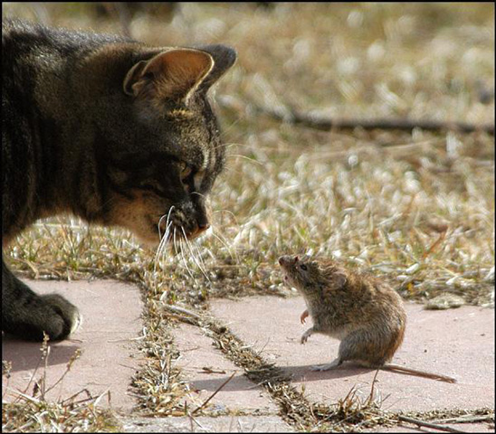 Nhiều chú chuột khác cũng dũng cảm không kém.