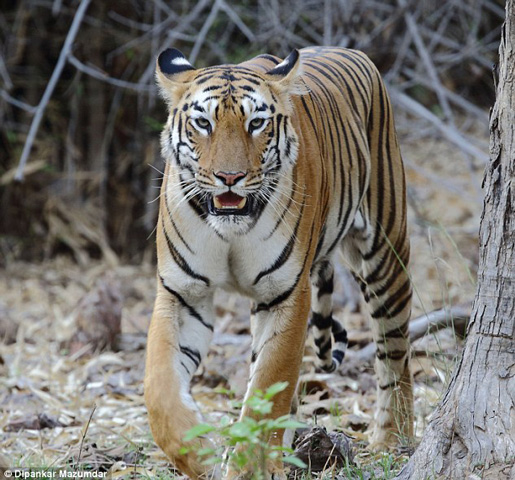 Chụp ảnh động vật hoang dã và nguy hiểm là thú vui của nhiều người. Họ sẵn sàng bỏ ra một số tiền khá lớn trong các chuyến đi săn để thỏa mãn sở thích của mình. Vậy nhưng, một cặp vợ chồng đã không may mắn chụp được ảnh một con hổ cái tại Ấn Độ vì bị nó... lấy mất máy ảnh.