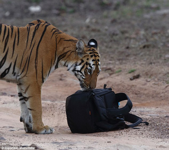 Nhiếp ảnh gia Dipankar Mazumdar đã chứng kiến cảnh tượng trên và chụp được những bức hình quý giá trước con mắt háo hức của những vị khách du lịch với hành động của con hổ.
