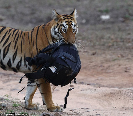 Con hổ tiến lại gần chiếc túi, nó thận trọng ngửi mùi và dùng chiếc răng nanh dài 3cm của mình để giữ chiếc túi.