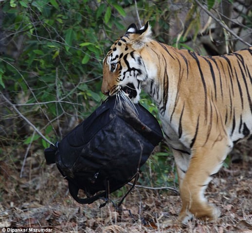 Sau khi biết chiếc túi là một vật vô hại, nó đã mang chiếc túi đi và nhanh chóng trở vào rừng.