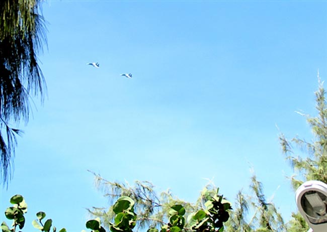 Hai chiếc máy bay SU30 của Không quân Nhân dân Việt Nam xuất hiện trên bầu trời đảo Song Tử Tây, xã Song Tử Tây (Trường Sa, Khánh Hòa).