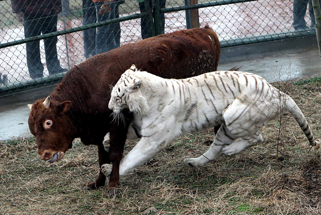 Trong hình là cuộc chiến giữa một con hổ trắng và một con bê con mới mọc sừng.