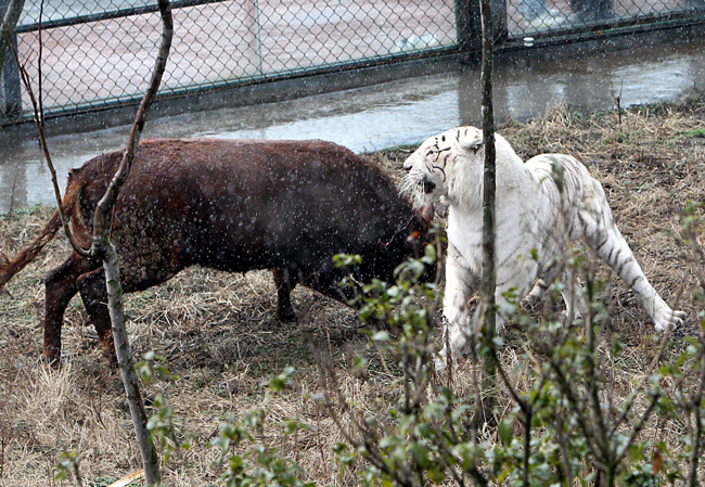 Chú hổ trắng có tên là Tanghu và được 15 tuổi.