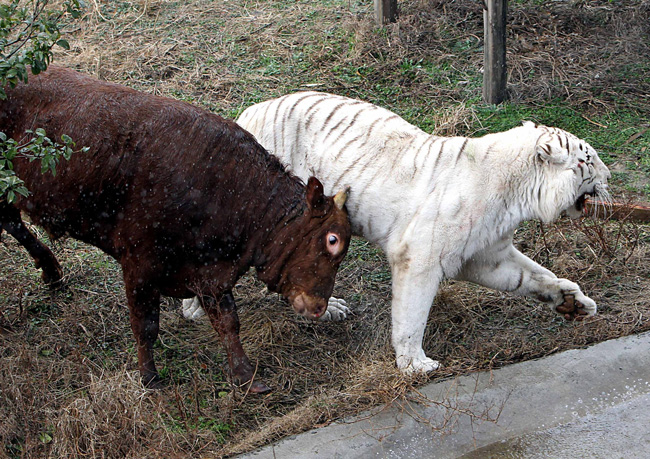 Những hình ảnh tập luyện khả năng săn mồi cho chú hổ trắng được chụp tại vườn thú Thường Châu, Giang Tô, Trung Quốc.