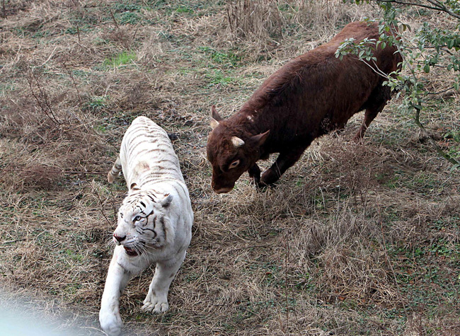 Hổ trắng là một trong những loài quý hiếm nhất thế giới,