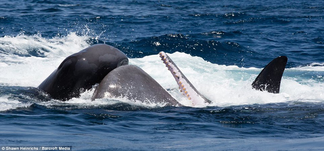 Hai con cá voi sát thủ đang áp sát một con cá nhà táng ngoài khơi bờ biển Sri Lanka.