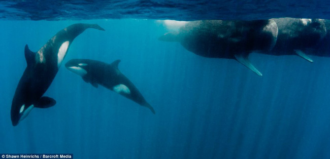 Cá voi sát thủ tấn công mục tiêu là những con táng lớn hơn rất nhiều so với chúng.