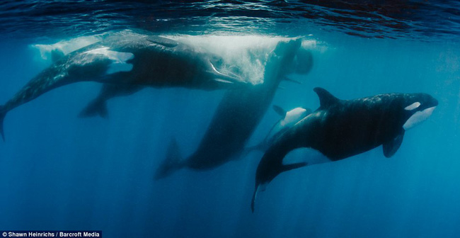 Những con cá voi sát thủ phối hợp khéo léo tấn công xung quanh cá nhà táng.