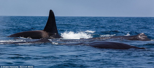 Cá voi sát thủ thường ăn cá nhỏ nhưng đôi khi chúng phối hợp để săn những con mồi lớn hơn.