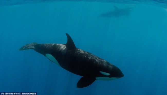 Cá voi sát thủ là loài cực kì tàn bạo khi săn mồi khác với vẻ ngoài đẹp đẽ của chúng.