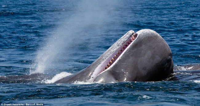 Hàm răng khủng của cá voi sát thủ.
