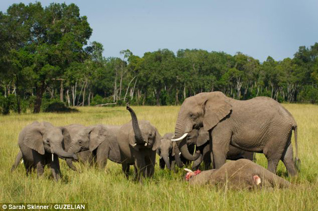 Những chú voi khác đứng xung quanh để tiễn đưa con voi mẹ xấu số.