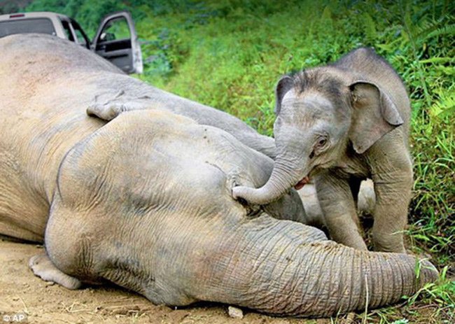 Trước đó, hình ảnh một chú voi con quyến luyến bên xác mẹ bị chết ở Indonesia.