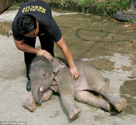 Phải rất lâu sau chú voi con mới cảm thấy bớt đau buồn và gần gũi với người chăm sóc mới.