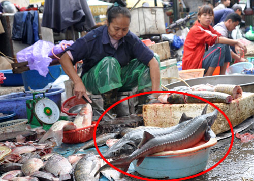 Cá tầm nhập lậu từ Trung Quốc bày bán tràn lan tại các chợ Hà Nội. 