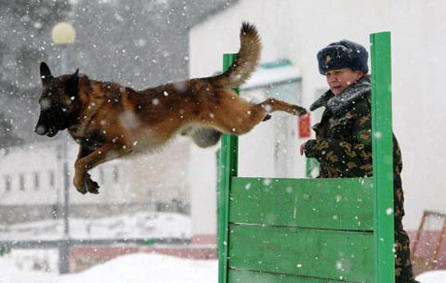 Một con chó nghiệp vụ tập vượt chướng ngại vật trong một buổi huấn luyện.