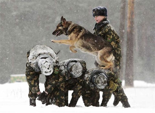 Sau khi huấn luyện xong, các con chó sẽ được đưa vào phục vụ ở nhiều đơn vị khác nhau.
