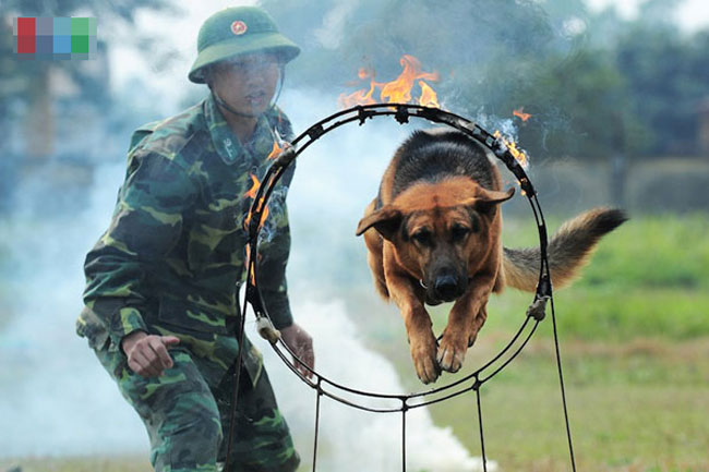 Trong khi đó, dường như những chú chó nghiệp vụ tại Việt Nam được huấn luyện khắc nghiệt hơn nhiều. Trường Trung cấp huấn luyện chó nghiệp vụ thuộc Bộ Tư lệnh Bộ đội Biên phòng - Hà Nội là trường duy nhất của quân đội huấn luyện chó nghiệp vụ phục vụ công tác chiến đấu, bảo vệ an ninh quốc phòng. Trong ảnh, chó nghiệp vụ tập vượt vòng lửa.