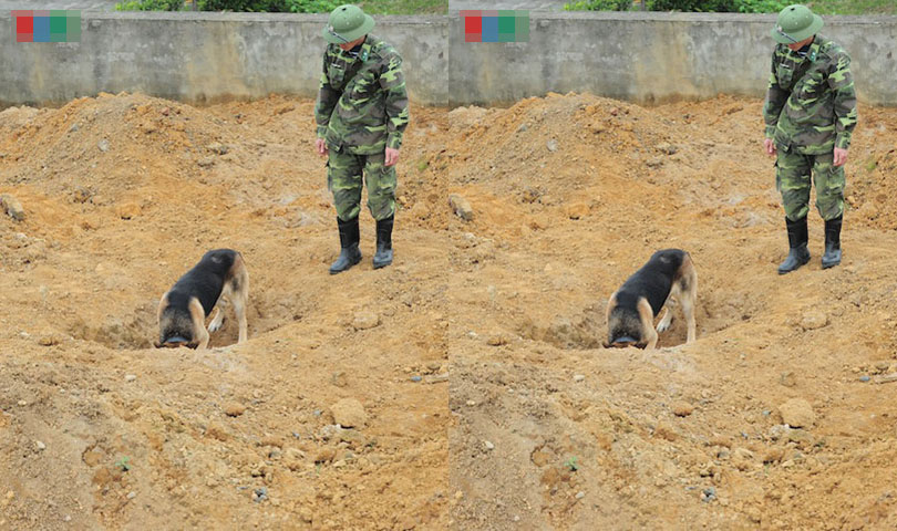 Bài tập tìm kiếm cứu nạn nhân dưới lòng đất, chó có khả năng đánh hơi nạn nhân dưới đất đá 13m