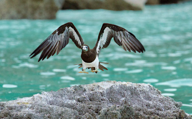 Loài chim này sinh sống ở bờ biển phía tây đảo Socotra là một trong mười loài chim biển sinh sản ở nơi đây và các hoàn đảo xung quanh.