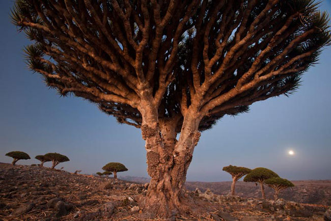 Cây máu rông phân tán trên vùng đồng bằng phía trong của Socotra. Nơi đây được hình thành khi vùng biển cổ đại còn bao phủ và được bồi đắp dần dần.