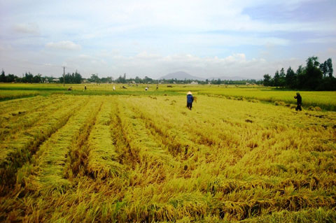 tu-vong-vi-say-nang-khi-dang-gat-lua-Phunutoday.vn