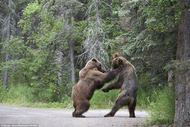 Một trận boxing thực sự khốc liệt của hai đối thủ cừ khôi và ngang tài ngang sức.