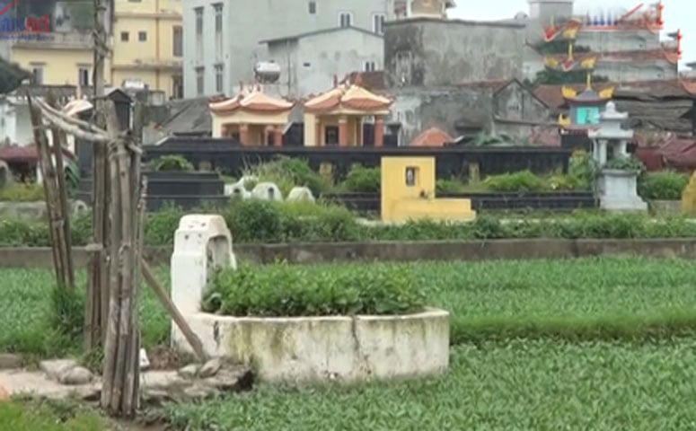 Rau không chỉ được trồng xung quanh nghĩa địa mà ngay trong khuôn viên nghĩa địa, những khu đất trống cũng được tận dụng để trồng rau, củ.