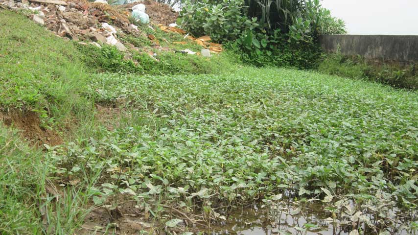  Thế nhưng, đến tận nơi trồng rau mới tá hỏa, rau quê cũng chẳng an toàn hơn rau thành phố.