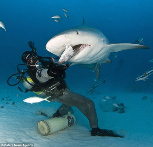 Anh cho biết mình không hề cảm thấy sợ hãi khi bơi gần hay cho cá mập ăn. 